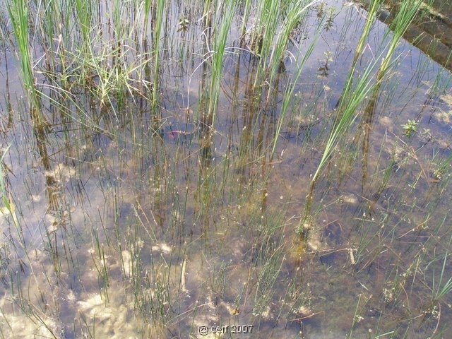 2007 05 Séjour en Brenne 023